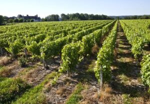 Winemakers Dinner