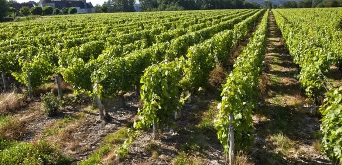 Winemakers Dinner